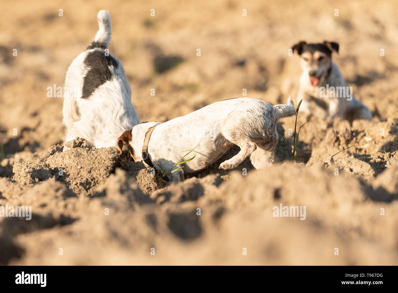 Zwei kleine niedliche Hunde graben Bohrung - Jack Russell Terrier. Jagdhunde sind 4 und 12 Jahre alt Stockfoto