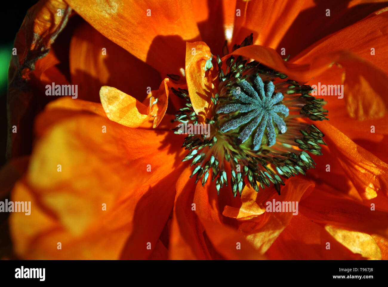 Blühende rote Koralle Poppy, close-up Detail, weichen hellen Hintergrund Stockfoto