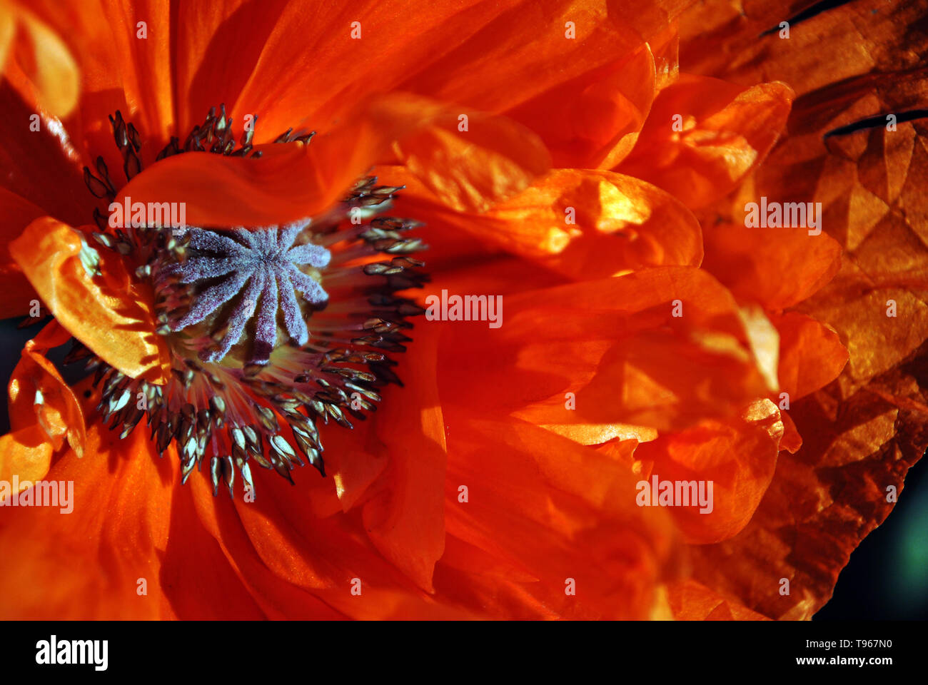Blühende rote Koralle Poppy, close-up Detail, weichen hellen Hintergrund Stockfoto