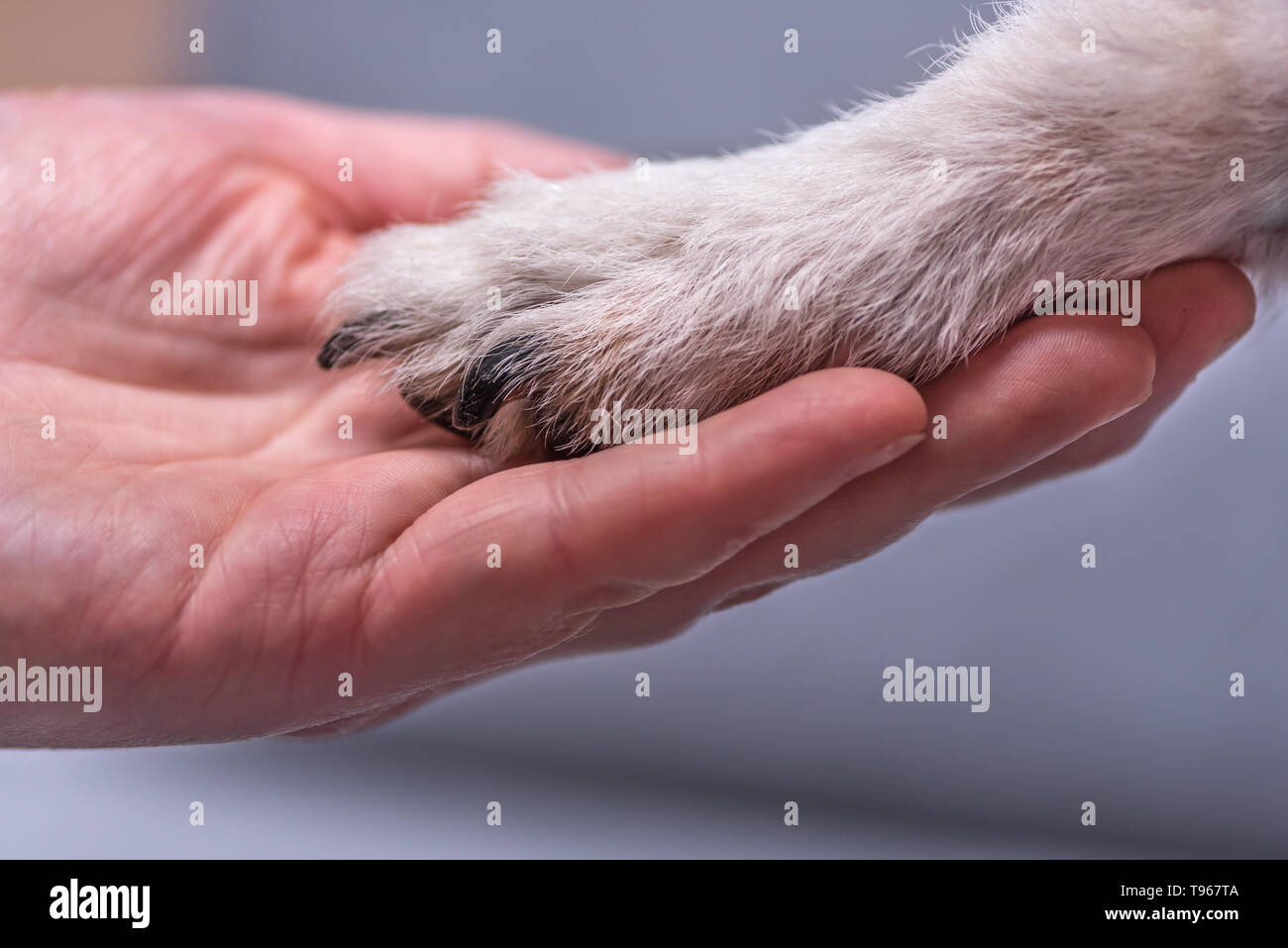 Nahaufnahme oben Hundepfoten und die menschliche Hand. Fiendship zwischen Jack Russell terrier Fuß und menschliche Stockfoto