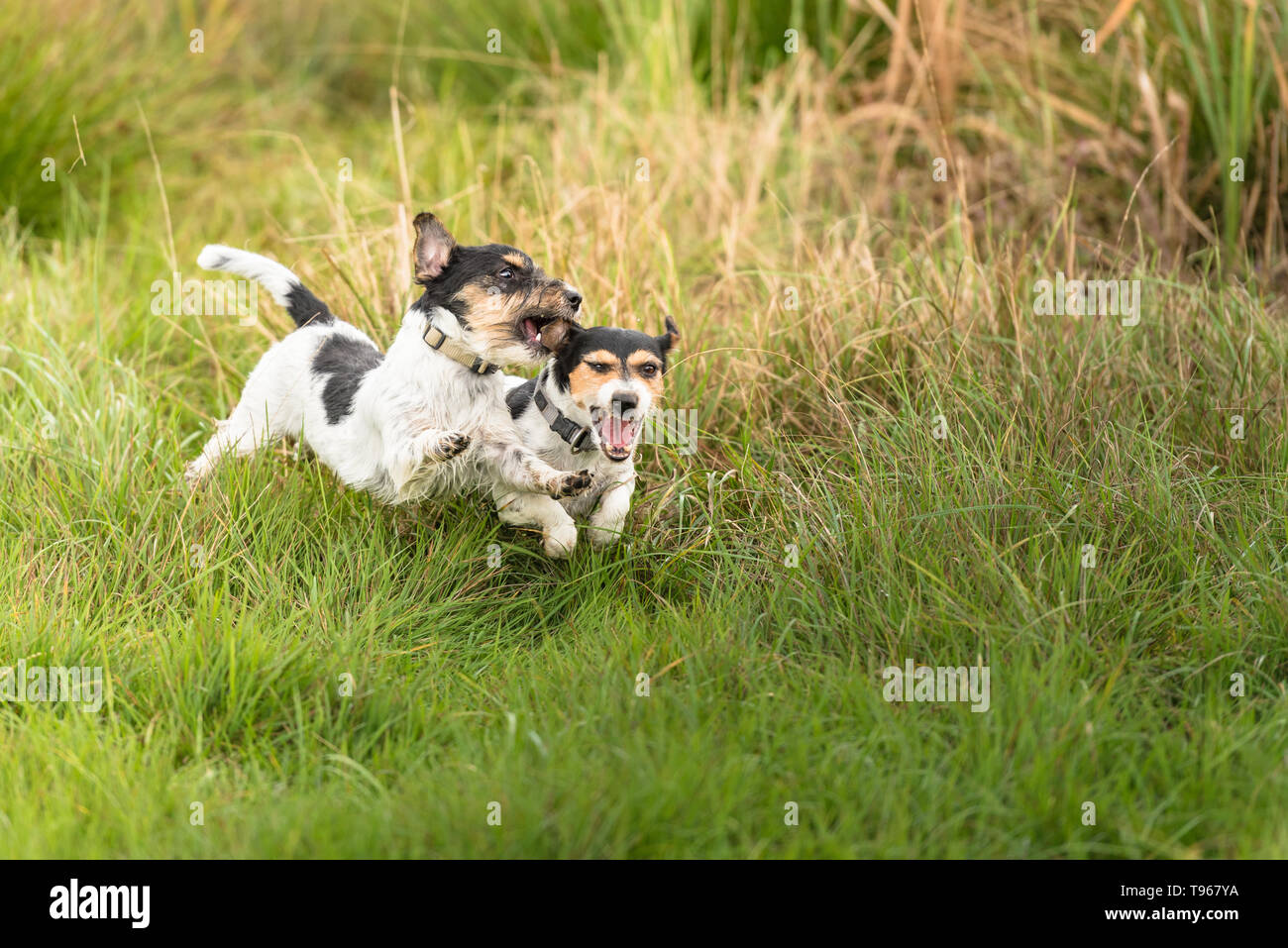Zwei Hunde über die Wiese und jagen einander. Zeigen Licht aggressives Verhalten. Wirklich nett und friedlich Jack Russell Terrier, die gerade Stockfoto