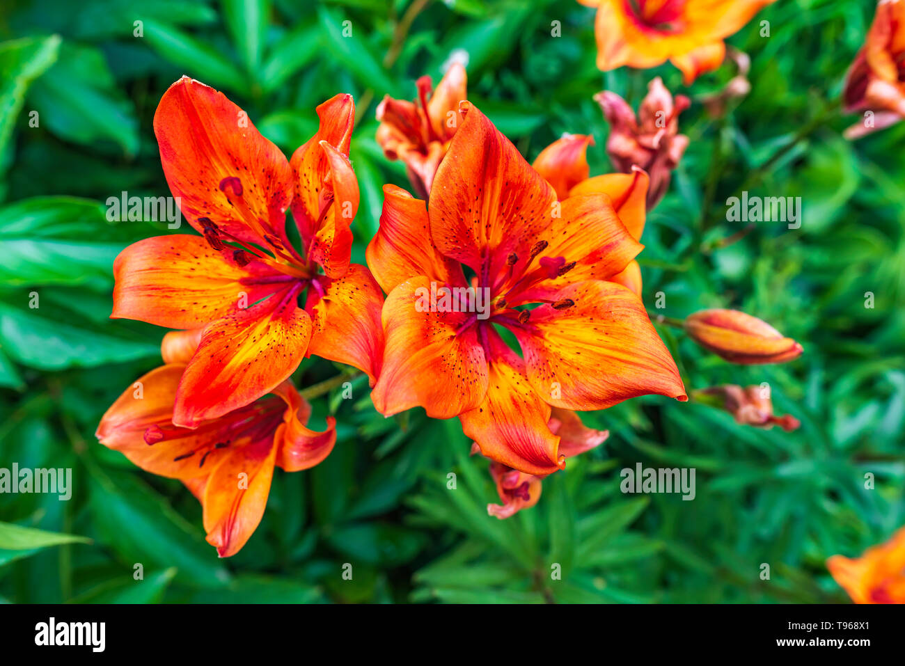 Schöne Orange Lilie (Lilium bulbiferum) auch als Feuer Lilie mit Garten Hintergrund bekannt Stockfoto