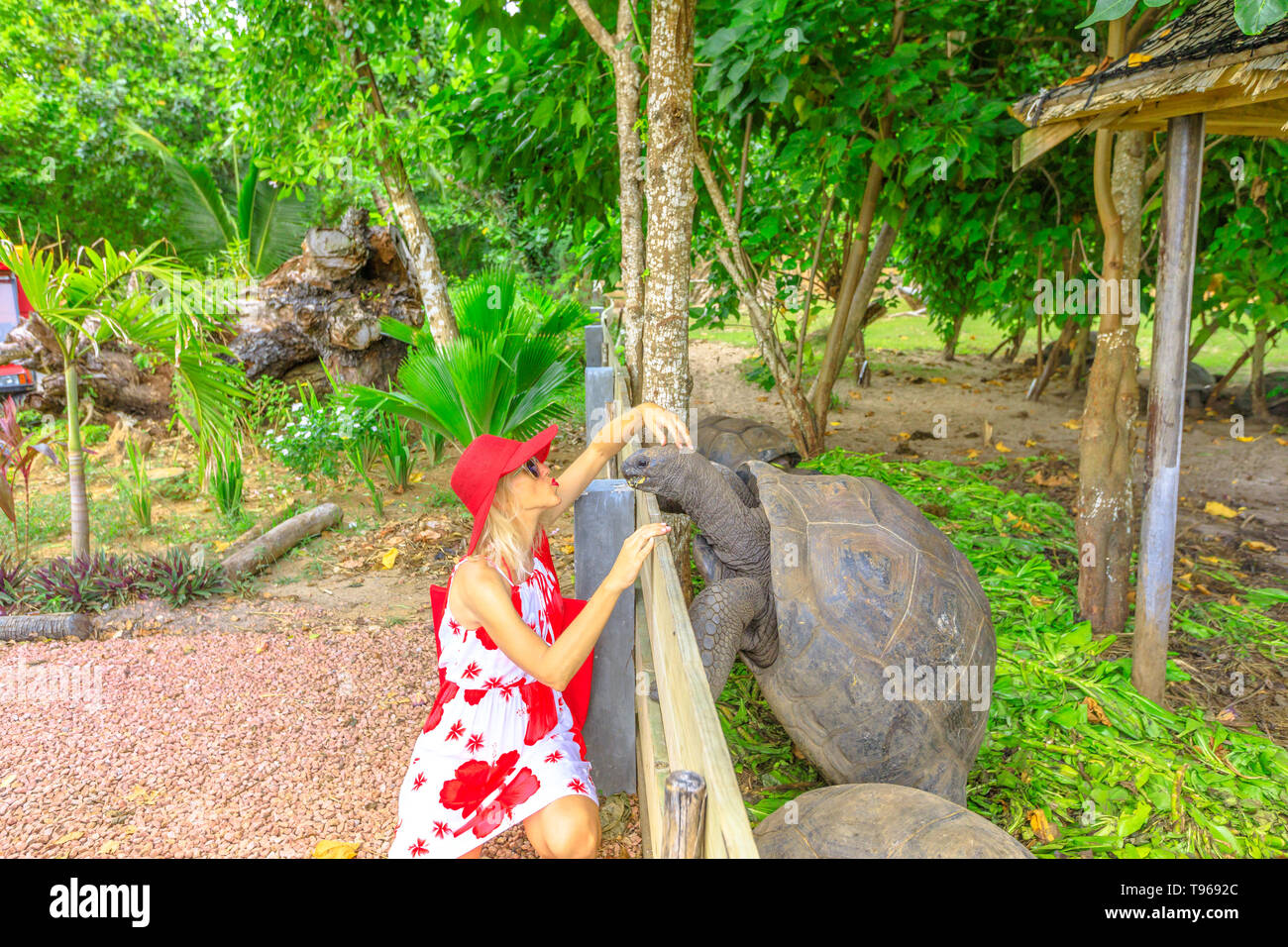 Elegante kaukasischen touristische Frau küssen eine Stehende männliche der Riesenschildkröte, Aldabrachelys gigantea, eine Schildkröte native auf Aldabra Atoll. Beliebte Stockfoto