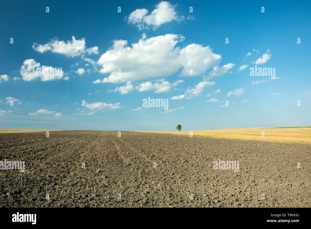 Gepflügten Feldes und Baum in der Ferne Horizont und weißen Wolken am blauen Himmel Stockfoto