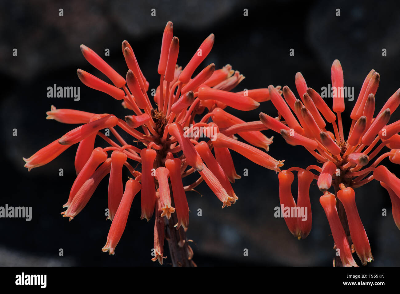 Aloe vera samen -Fotos und -Bildmaterial in hoher Auflsung  Alamy