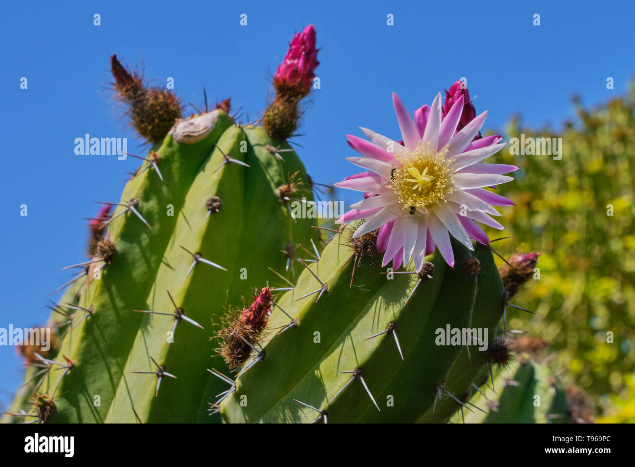 Cactus mit rosa Blüte offen gegen den blauen wolkenlosen Himmel Stockfoto