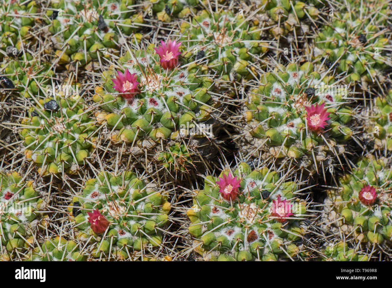 Bild-Cactus füllen mit kleinen rosa Blüten an einem sonnigen Tag Stockfoto