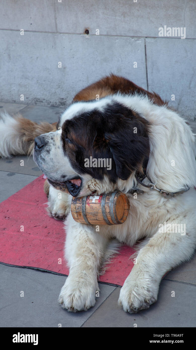 Große Riese St Bernard dog Neben seinem Master in Whitehall, London UK bewundert von den vielen Touristen und Einheimische, die das Londoner auf einem sonnigen Frühling Nachmittag im Mai. Stockfoto