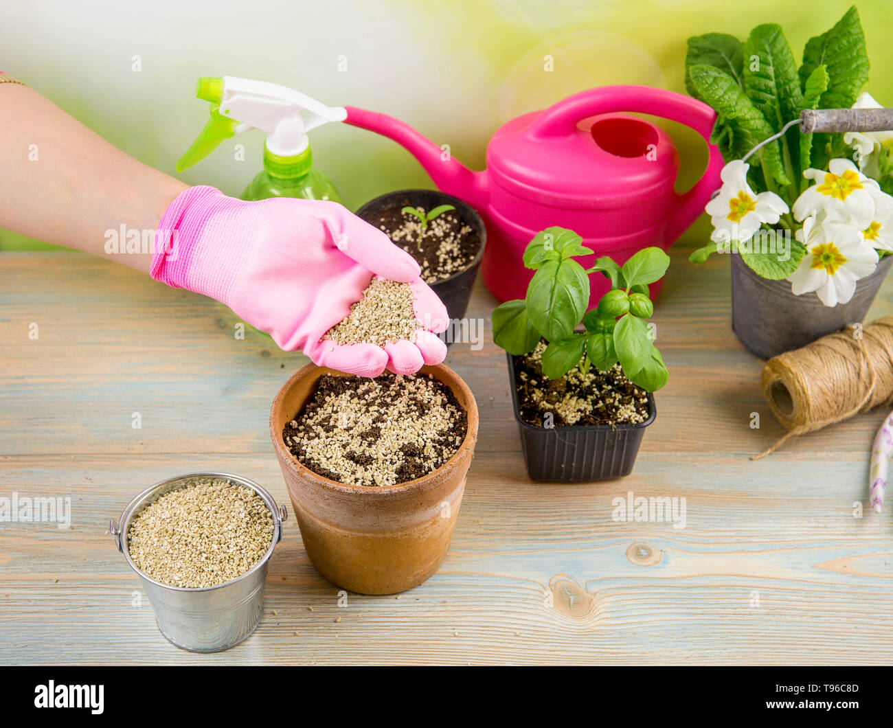 Frau Gärtner Hand mischen Vermiculit Granulat pellets mit schwarzen Gartenbau Boden verbessert die Speicherung von Wasser, Luftstrom, Wurzelwachstum Kapazität aller p Stockfoto