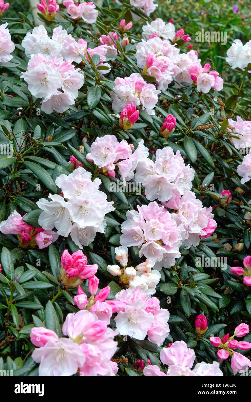 Nahaufnahme der Blüte der Rhododendron treatley' im Frühjahr, Großbritannien Stockfoto