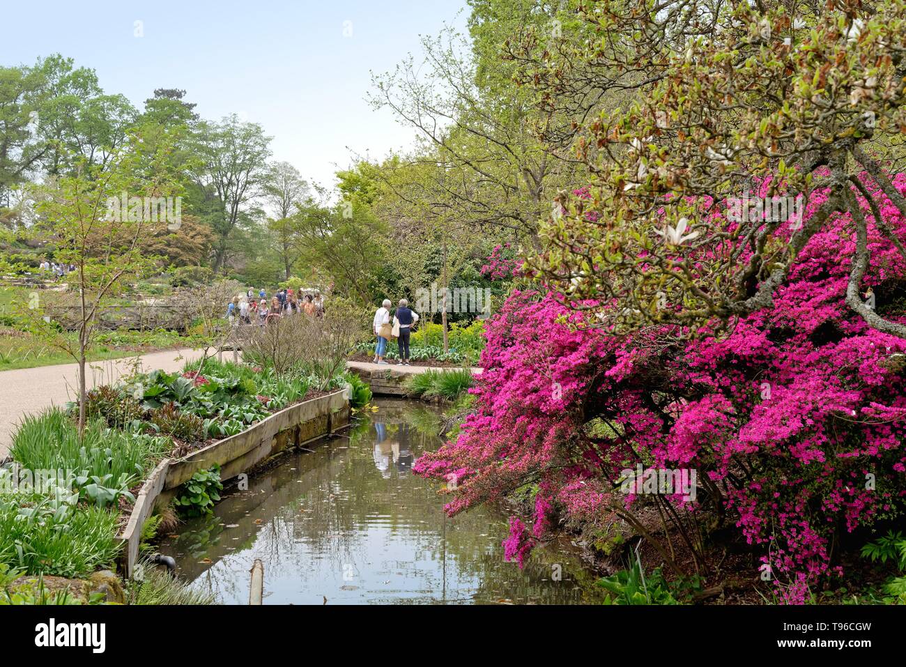 Die Royal Horticultural Society in Wisley Gardens im Frühjahr, Surrey, England, Großbritannien Stockfoto