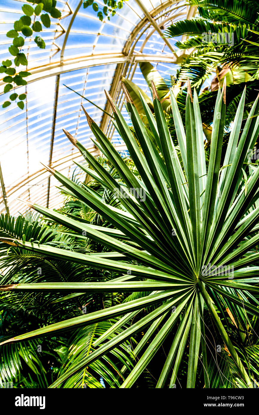 Bismarck Palme im Palm House, Kew Gardens, London, Großbritannien Stockfoto