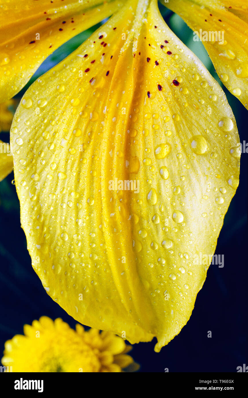 Lilium; Lily; blühende Pflanzen; Lilium Candidum; Wurzelstöcke; stolons; duftend; Flecken und Strichen; der Türke Gap; sechs Perigonblätter; Nektarium; gemäßigt und Stockfoto
