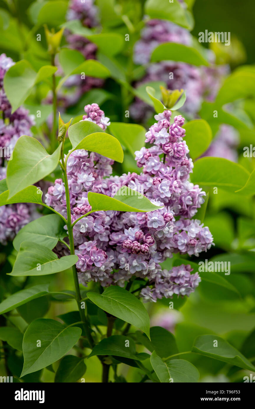 Die Lilac Tree Stockfoto