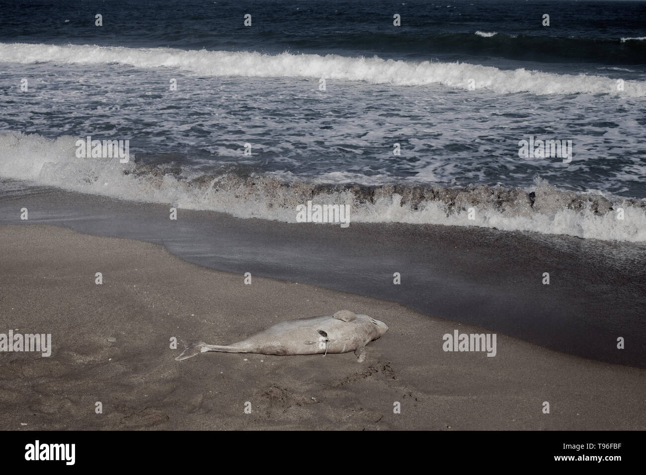 Dolphin tot am Strand. Gemeinsame Schweinswal (Phocoena phocoena Relicta). Meeressäuger immer sterben von Wasserverschmutzung, viele Schrauben von Schiffen, von Stockfoto