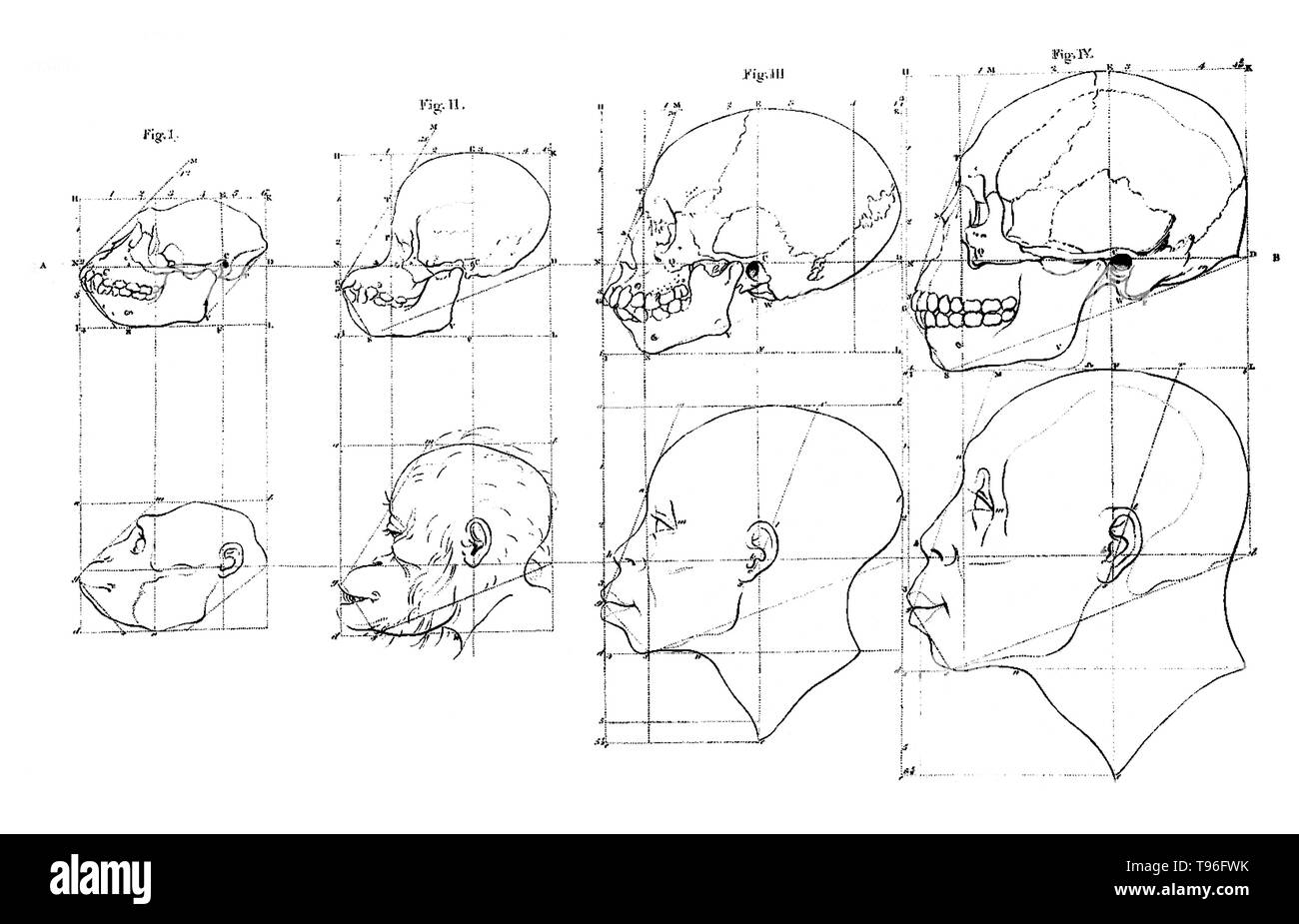 Die zweite Leinwand hatten die Köpfe von zwei Affen, eine afrikanische Moor und eine Kalmückische oder Asiatische, wieder mit ihren Schädeln vor Ihnen gezogen. Gesichtsbehandlung Winkel bezieht sich auf den Inhalt der beiden Vorlesungen von Petrus Camper am 1. August und 8. im Jahr 1770 an die Amsterdamer Zeichnung Akademie. Von Camper wichtigsten Punkte in seinem ersten Vortrag war, dass die klassische Lehren auf eine falsche Annahme, dass der menschliche Kopf in allen Altersgruppen oval war. Stockfoto