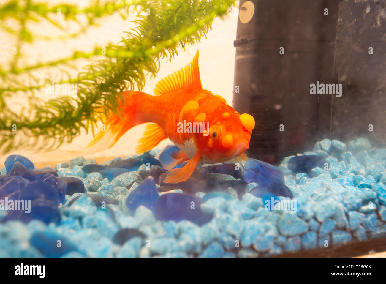 Kranker Goldfisch mit bumbs auf seiner Skala, Fish bowl Stockfoto