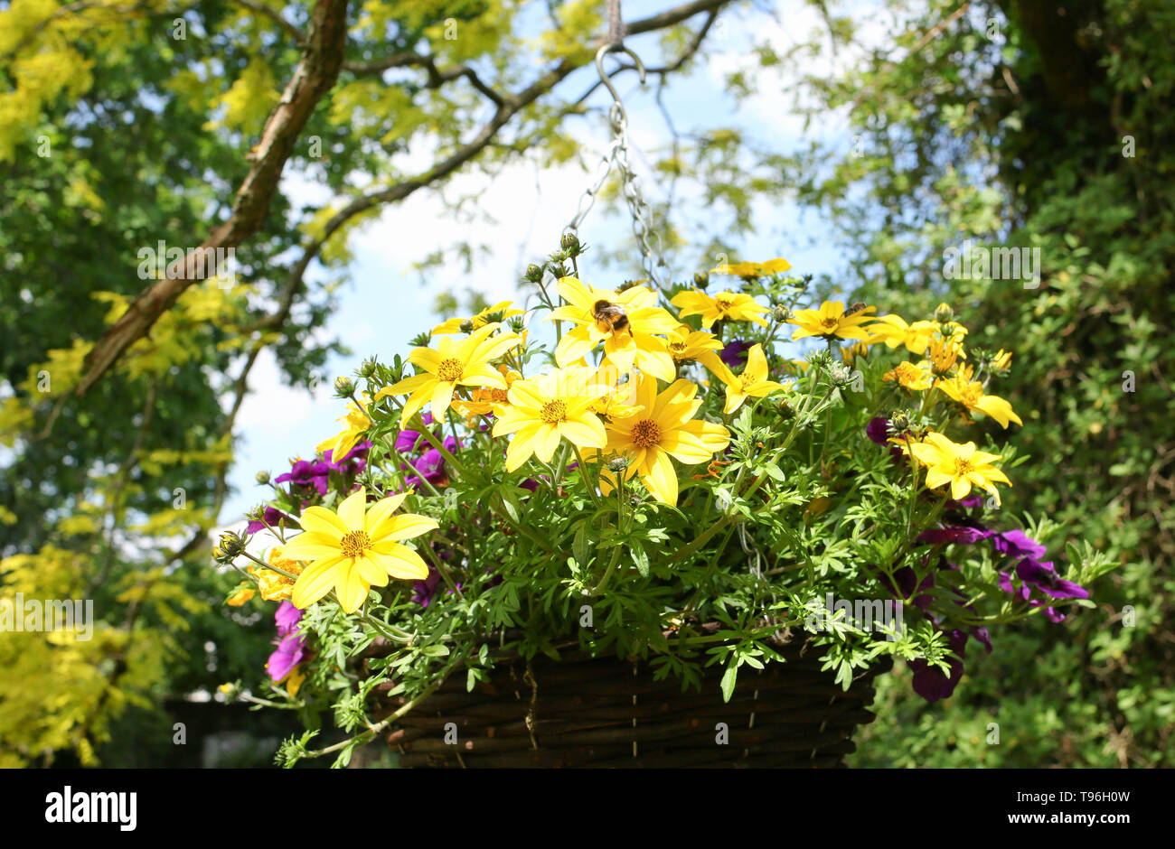 Blumen, gelb und lila in hängenden Korb mit bumble bee. Stockfoto