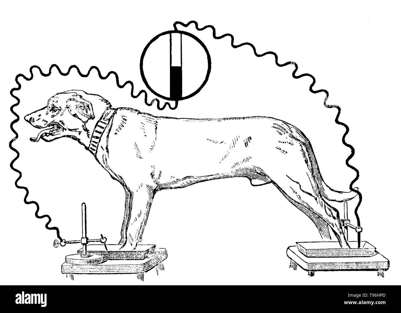 Von Augustus D. Waller, Eröffnungsrede auf der elektromotorischen Eigenschaften des menschlichen Herzens. Augustus Desiré Waller (18. Juli 1856 - 11. März 1922) war ein britischer Physiologe. Er studierte Medizin an der Universität Aberdeen, wo er im Jahre 1878 qualifizierte und erhielt seinen Doktortitel im Jahre 1881. 1884 wurde er Dozent für Physiologie an der St Mary's Hospital. Im Jahr 1887 verwendete er eine Kapillare Elektrometer, die ersten menschlichen EKG aufzeichnen. Stockfoto