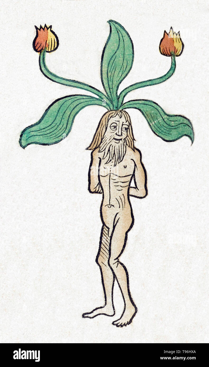 Mandrake ist der gemeinsame Name für die Mitglieder der Gattung Mandragora, besonders die Arten Mandragora Officinarum, der Zugehörigkeit zu der Nachtschatten (Solanaceae). Die Wurzeln manchmal ähneln menschlichen Figuren und ihre Wurzeln haben lange in magischen Ritualen verwendet. Der Legende nach, wenn die Wurzel wird gegraben, es schreit und tötet alle, die es hören. Literatur umfasst komplexe Anweisungen für die Ernte einer Mandrake root in relativer Sicherheit. Stockfoto