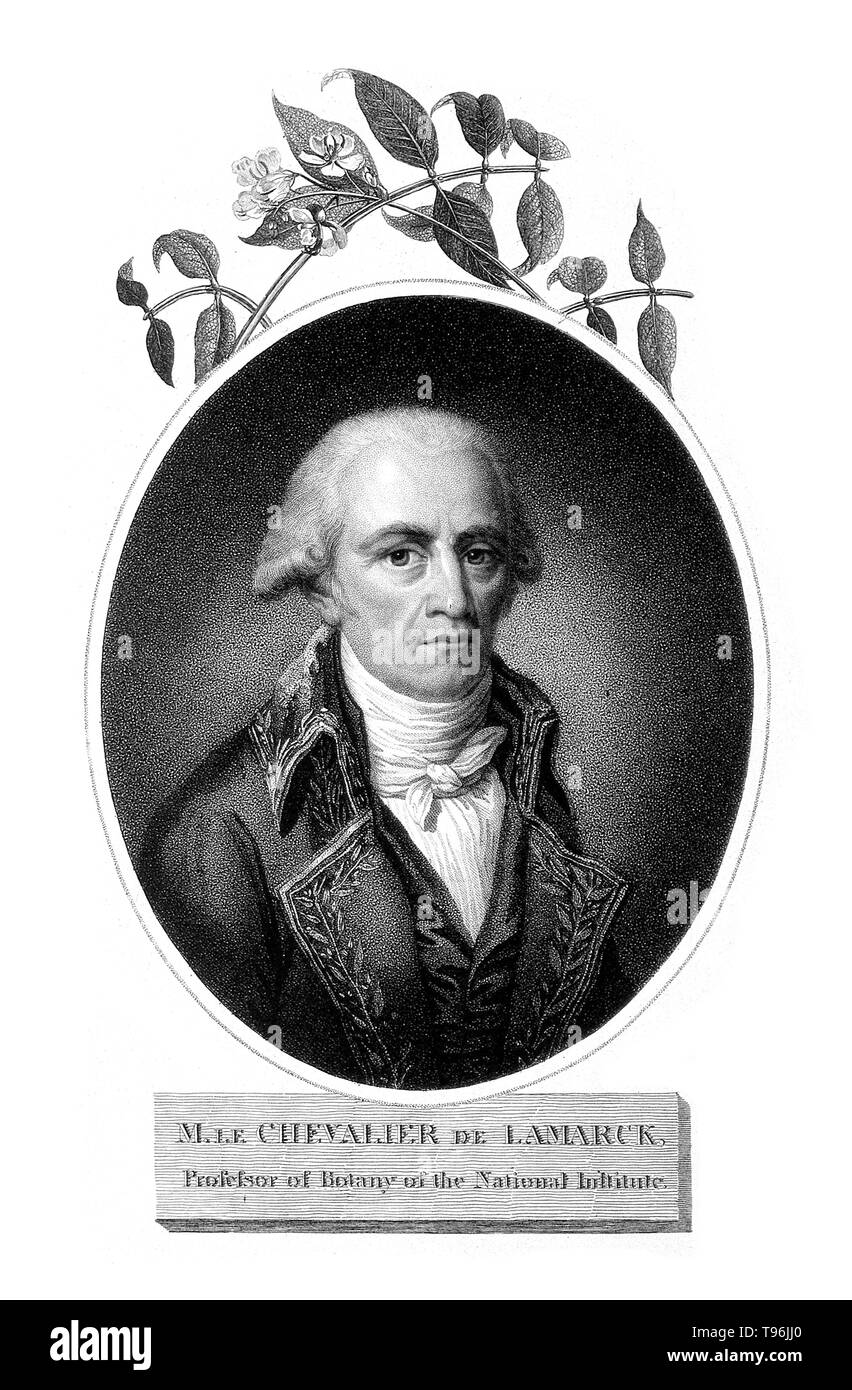 Jean-Baptiste Pierre Antoine de Monet, Chevalier de La Marck (1. August 1744 - 18. Dezember 1829), bekannt häufig einfach als Lamarck, war ein französischer Naturforscher. Er war ein Soldat, Biologe, akademischen und einer der ersten Verfechter der Idee, dass die Evolution aufgetreten und im Einklang mit den natürlichen Gesetzen verlaufen ist. Seine Evolutionstheorie beruht auf der Idee, dass erworbene Eigenschaften vererbt werden. Nach 1800 setzte er allgemeine Ideen auf Pflanzen- und Tierarten, die er glaubte, waren nicht ''Fix''. Stockfoto