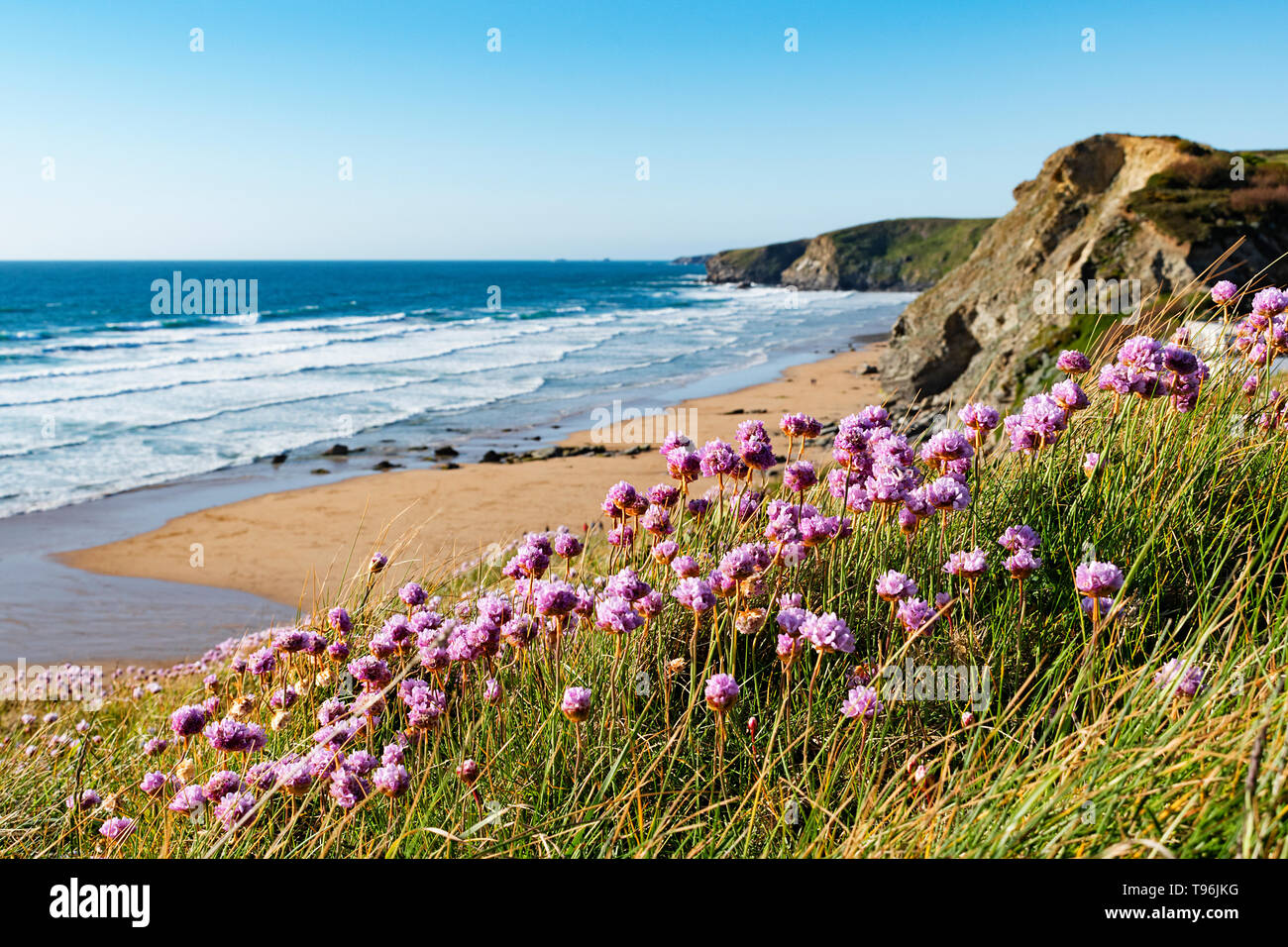 Frühling Blumen an Watergate Bay an der Küste von Cornwall England Großbritannien Stockfoto