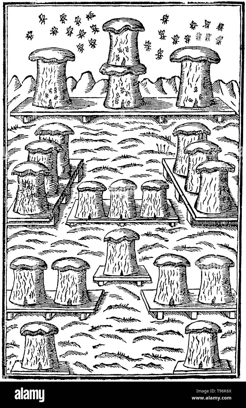 Ein Bienenstock ist ein geschlossener Struktur von Menschen, in der einige honey bee Arten der Untergattung Apis leben und heben ihre Jungen. Mehrere Arten von Apis leben in Kolonien, sondern für die honigproduktion der westlichen Honigbiene (Apis mellifera) und der östlichen Honigbiene (Apis cerana) sind die wichtigsten Arten in den Bienenstöcken gehalten. Es gibt vier grundlegende Stile der traditionellen Bienenstock, Schlamm, Lehm/Ziegel Nesselsucht Nesselsucht, skeps und Biene Zahnfleisch. Die Technologie der Imkerei hat im Laufe der Jahrhunderte relativ konstant geblieben. Stockfoto