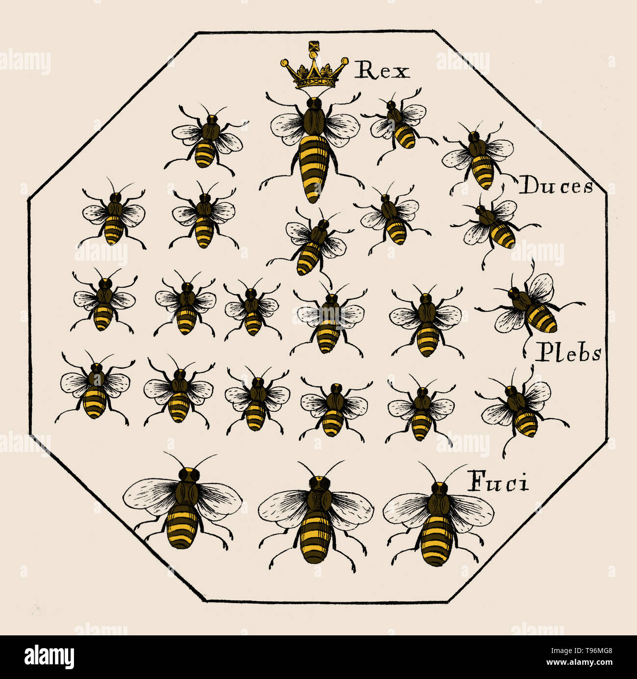 Eine weitere Entdeckung von Bienen: Behandlung der Natur, Regierung, Generierung und Bewahrung der Biene. Mit den Experimenten und Verbesserungen, die sich aus dem Halten sie in transparenten Boxen, Stroh - Nesselsucht durch Mose Rusden, 1679. Latein: Rex (König), in diesem Fall bezieht sich auf die Königin, reduziert (Führer), Plebs (Menschen) bezieht sich auf Arbeitnehmer, die Fuci (Drohnen). Stockfoto