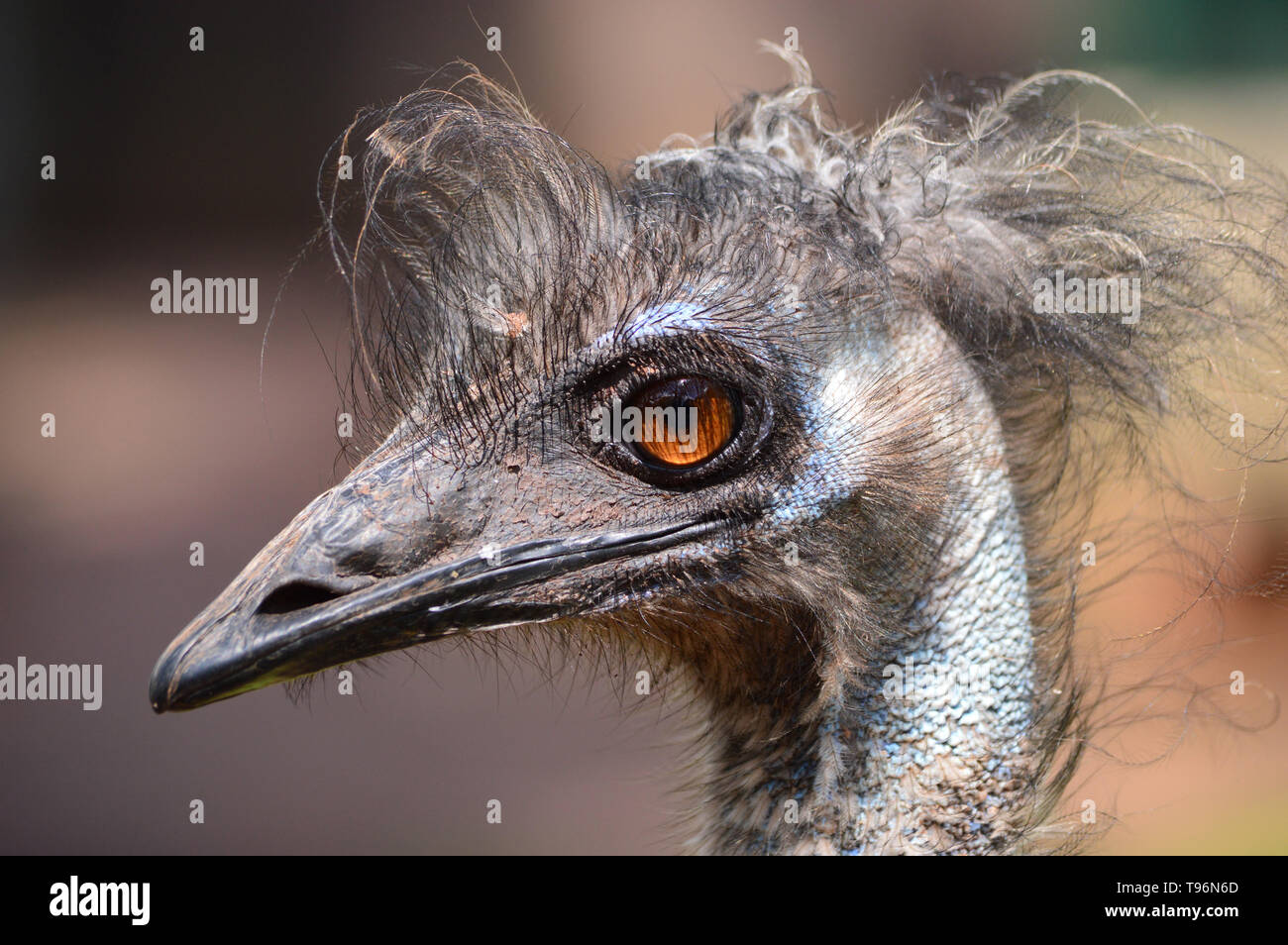 Die Wwu, Vogel, dromaius novaehollandiae Stockfoto