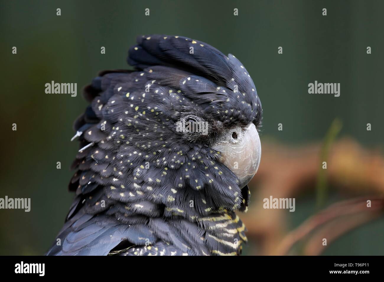 Rot-schwarz Kakadu (Calyptorhynchus banksii), Erwachsener, Tier Portrait, Kangaroo Island, South Australia, Australien tailed Stockfoto