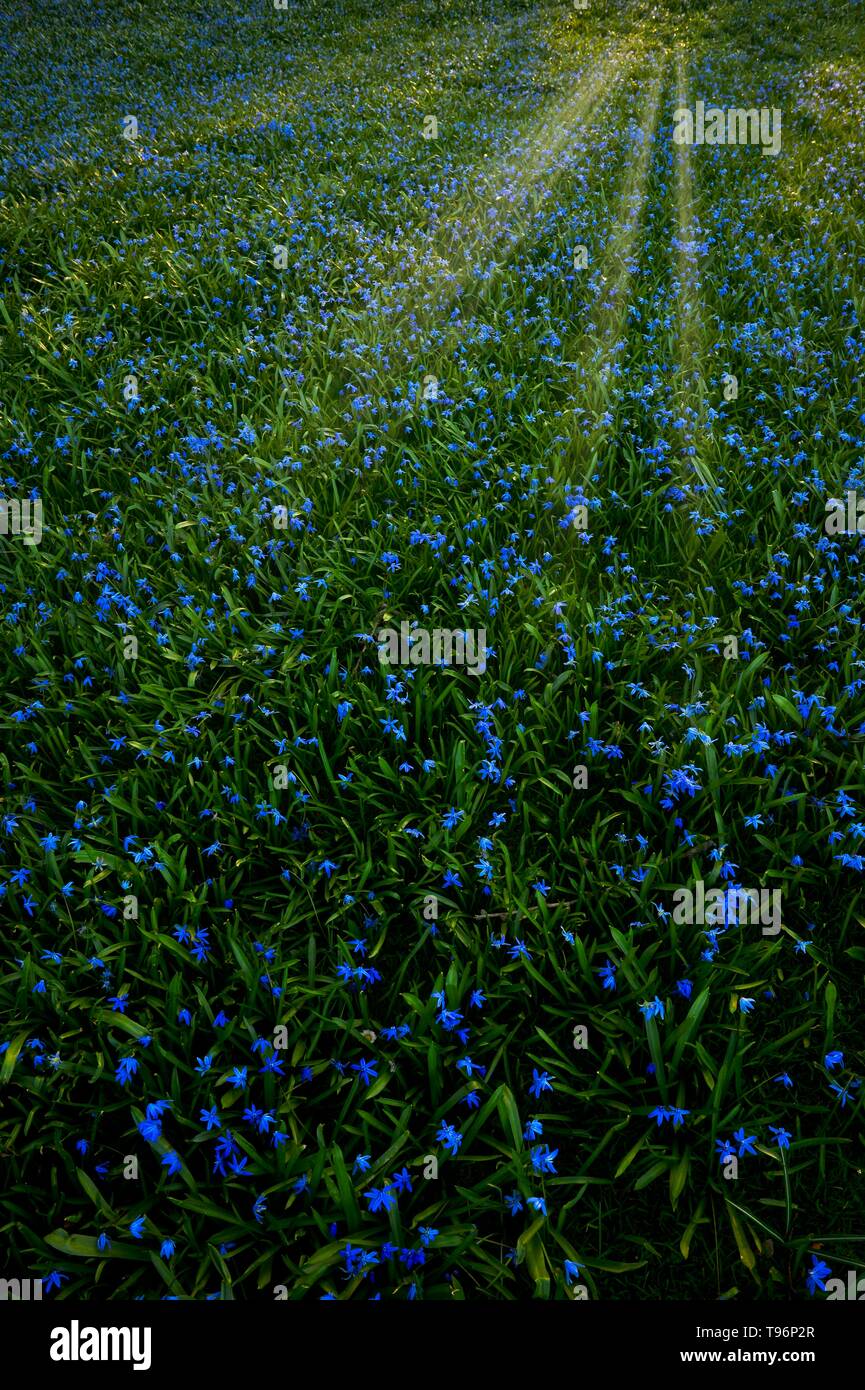 Wiese mit alpinen Blausterne (Scilla bifolia), mit Sonnenstrahlen, lichtdurchflutet, Baden-Württemberg, Deutschland Stockfoto