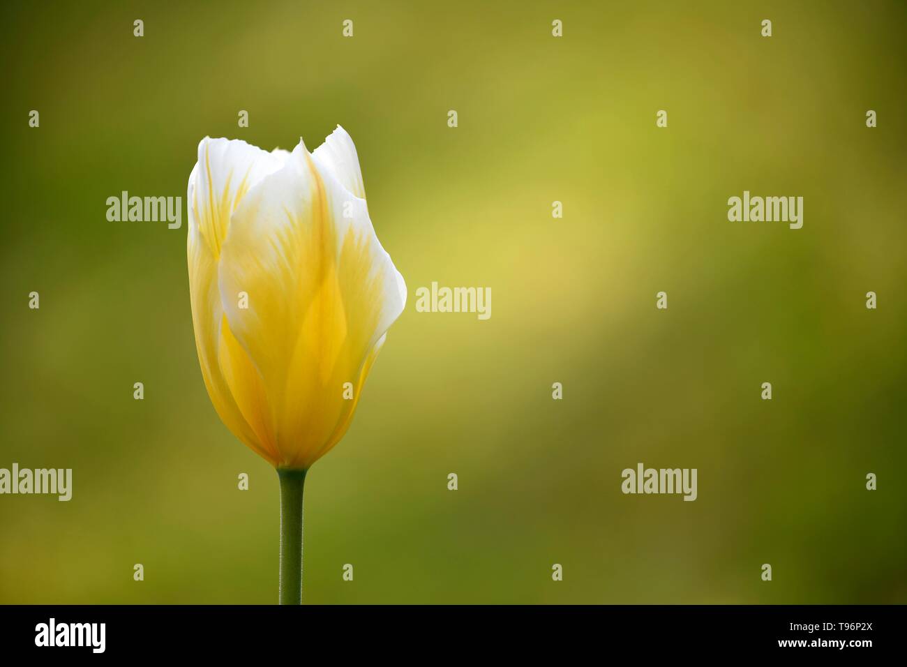 Tulpe (Tulipa), gelbe Blume, Deutschland Stockfoto