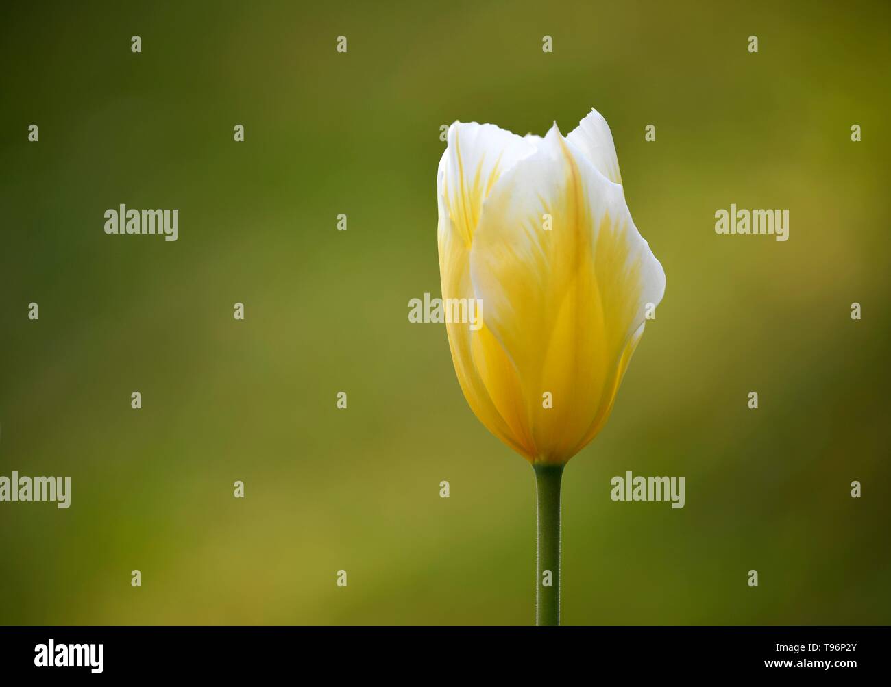 Tulpe (Tulipa), gelbe Blume, Deutschland Stockfoto