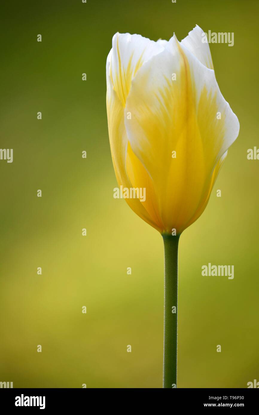 Tulpe (Tulipa), gelbe Blume, Deutschland Stockfoto