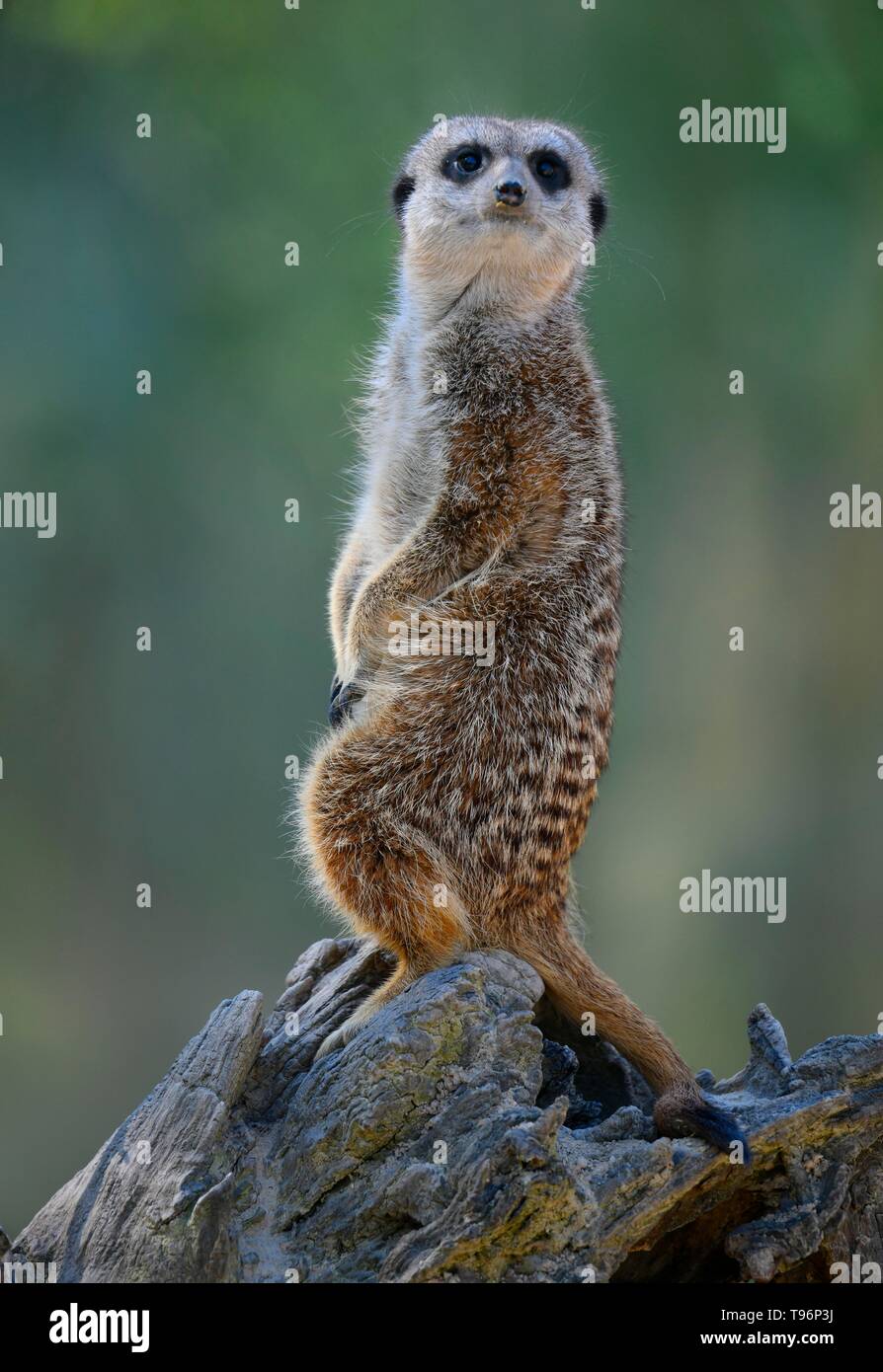 Erdmännchen (Suricata suricatta), wachsam, Captive, Deutschland Stockfoto