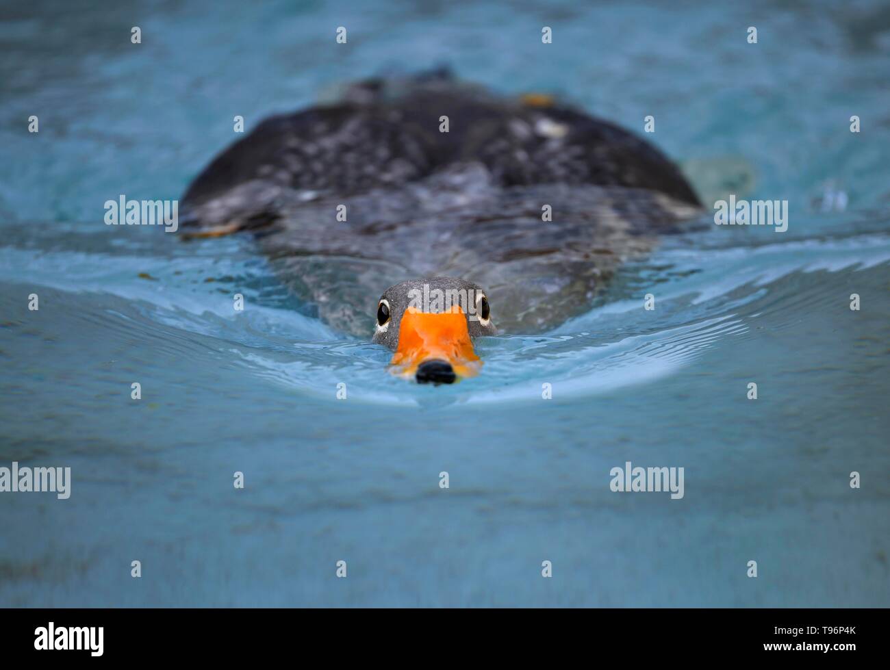 Fuegian steamer Duck (Tachyeres pteneres), schwimmen im Wasser, bedrohlich, in die Kamera, Captive, Deutschland Stockfoto