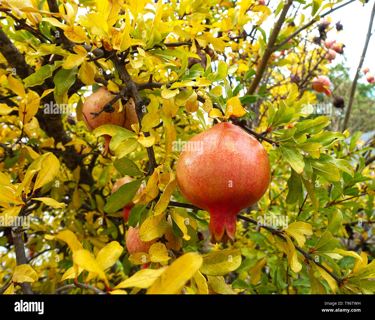 Granatapfel auf Baum Stockfoto