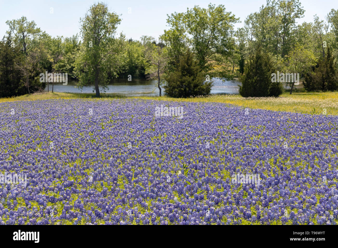 Bereich der Kornblumen Stockfoto