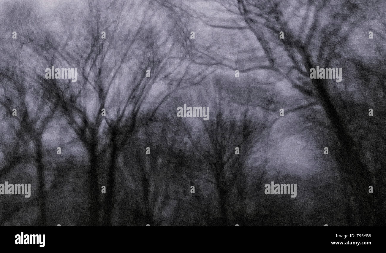 Creepy filmische Bäume Stockfoto