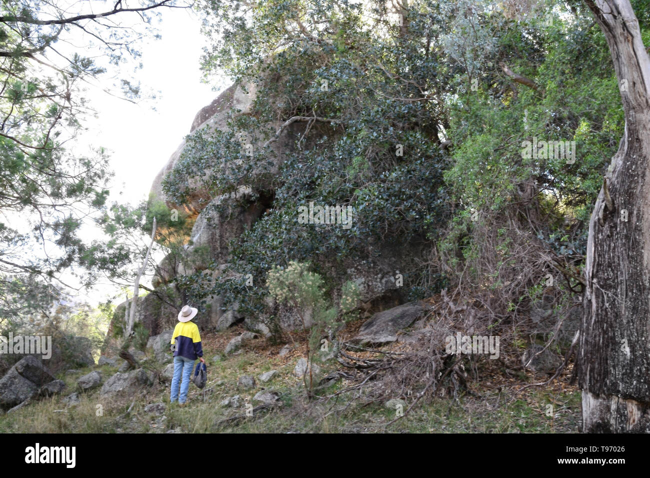 Ein Wanderer auf der Suche an einem großen Felsblock in einem temperierten Wald in der Nähe von Tamworth Australien. Stockfoto
