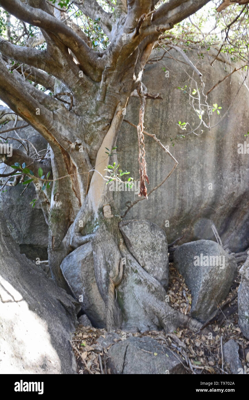 Die Wurzeln eines großen einheimischen Feigenbaum klammerte sich an Felsen in einem temperierten Wald NSW Australien. Stockfoto