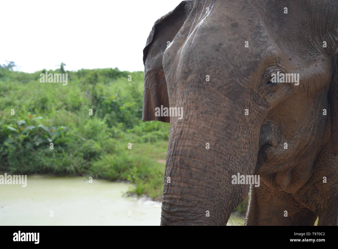 Udawalawe elephant Stockfoto
