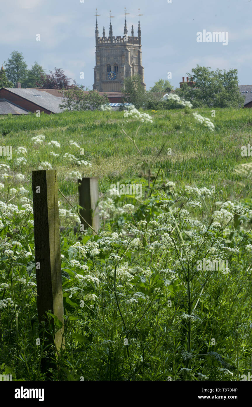 Beiträge, Kuh Petersilie in den Vordergrund mit Evesham Abtei im Hintergrund, Distrikt Wychavon, Worcestershire, Südengland, Großbritannien, Europa Stockfoto