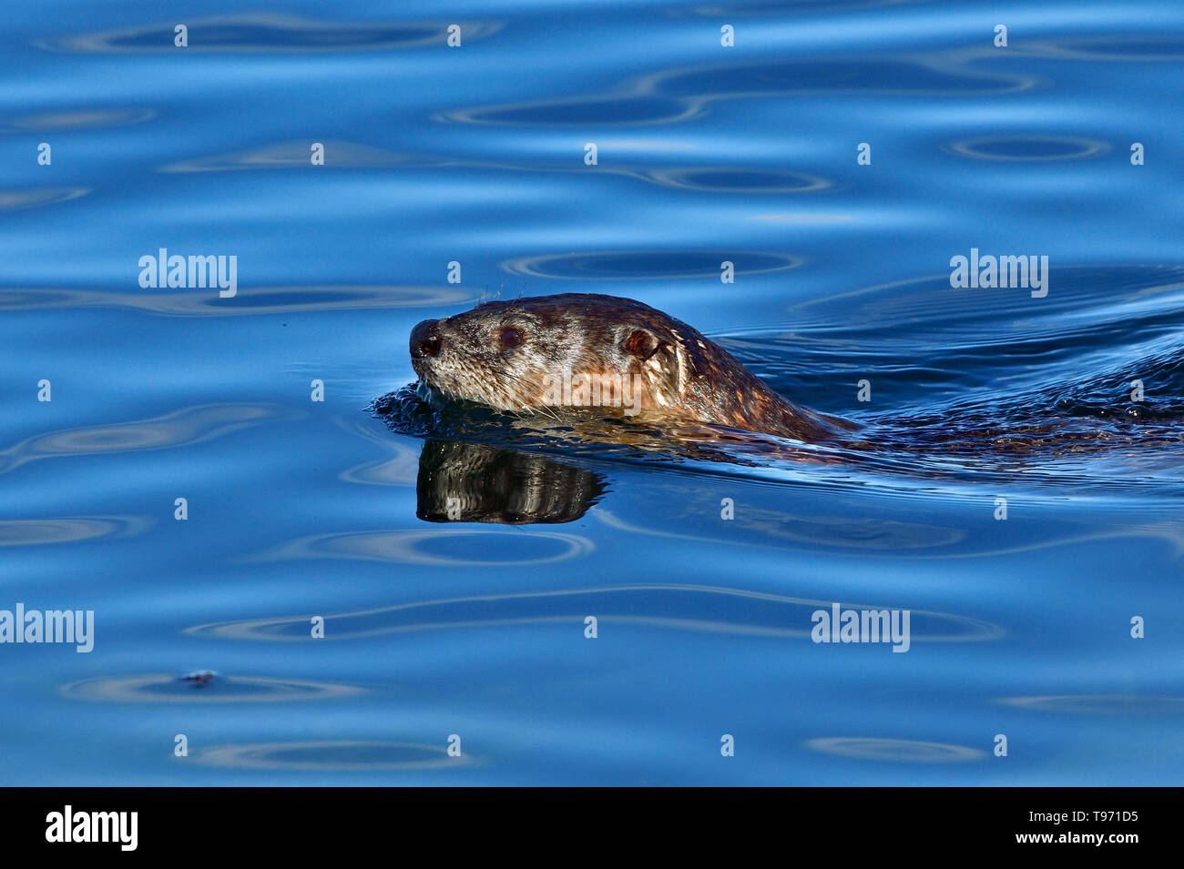 Ein river Otter "Lutra canadensis ', Schwimmen im blauen Wasser des Stewart Kanal vor der Küste von Vancouver Island, British Columbia Kanada Stockfoto