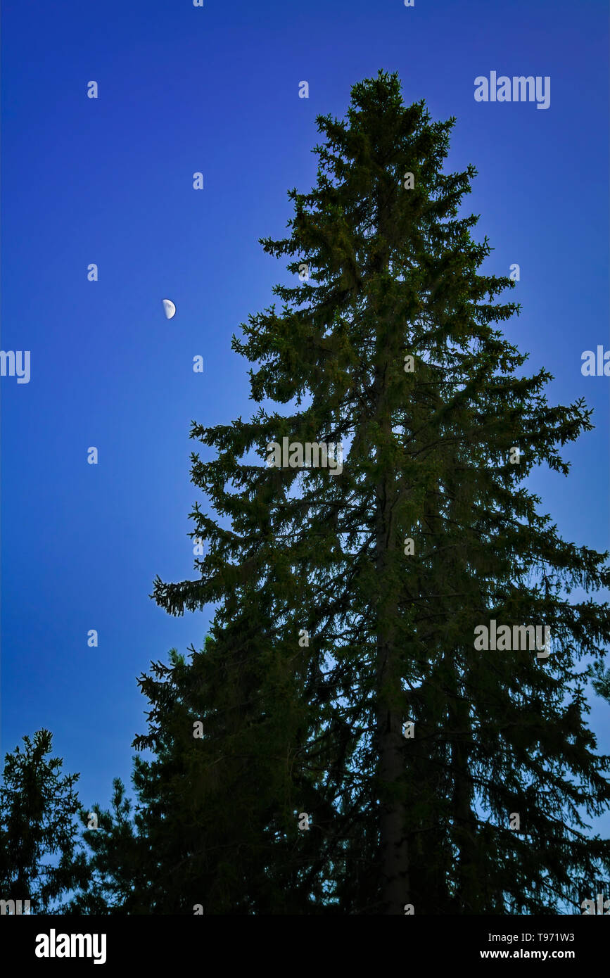 Abend Landschaft. Die Wipfel der Tannen gegen den Abendhimmel des Mondes. Stockfoto