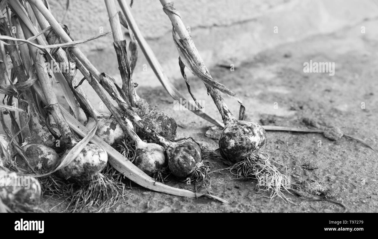 Haufen von Knoblauch Köpfe. Gesunde Lebensmittel aus dem eigenen Garten. Gemüse. Schwarzweiß-Effekt Stockfoto
