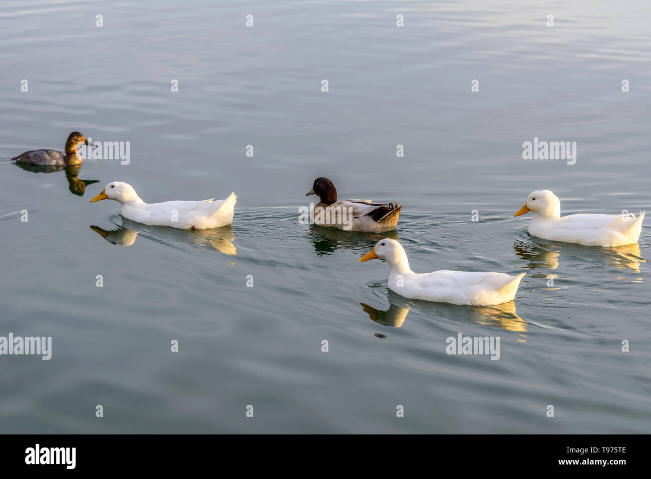 Weiße Enten - eine Gruppe von weißen amerikanischen Pekingenten schwimmen in einem See an einem Abend im Januar. Veteranen Oasis See, Chandler, Arizona, USA. Stockfoto