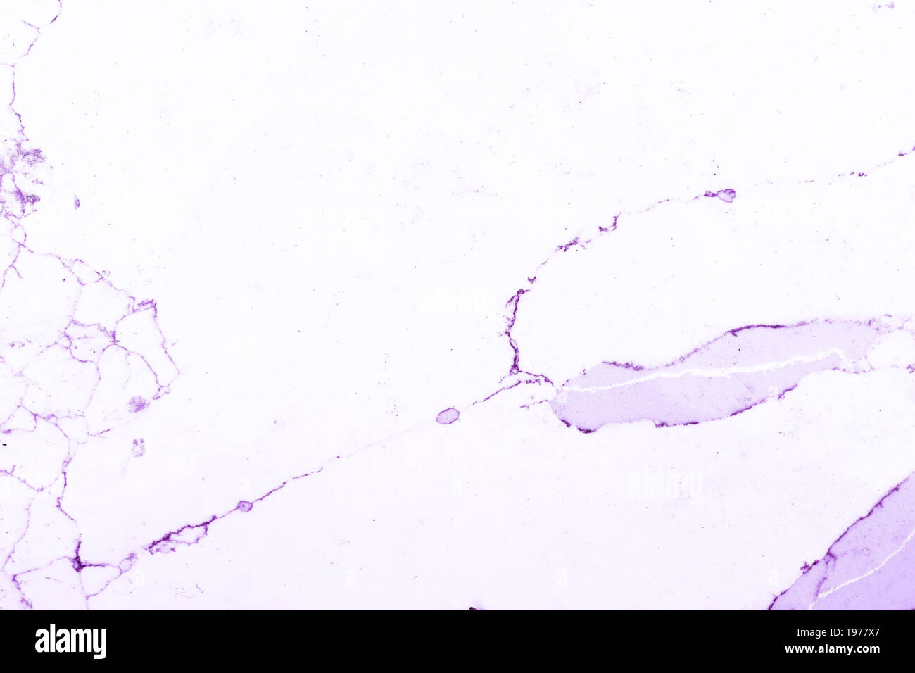 Purpur und weißem Marmor Muster, mit weißen Hintergrund mit violetten Adern, oder Körner, im Marmor Schiefer. Das ist ein Schnitt Marmor Schiefer. Stockfoto