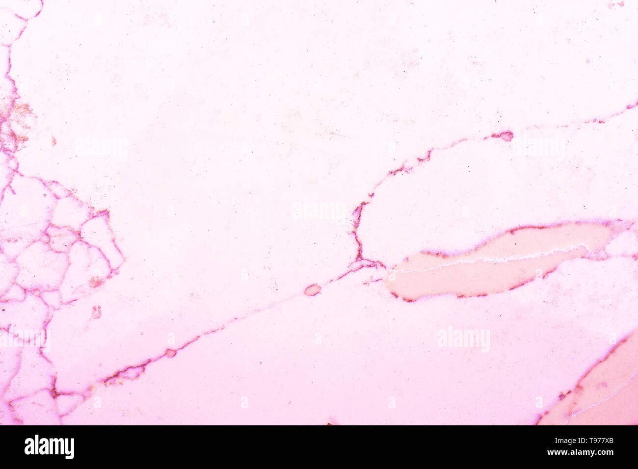 Rot, orange und rosa Marmor Muster, mit weißen Hintergrund mit rosa Adern, oder Körner, im Marmor Schiefer. Das ist ein Schnitt Marmor Schiefer. Stockfoto