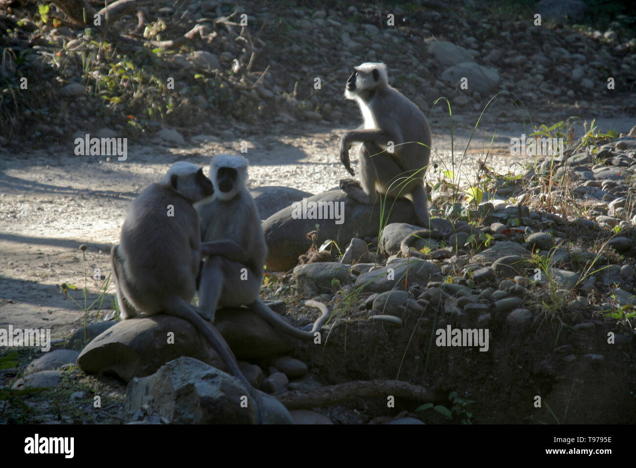 Drei schwarzen Affen in der Nähe von Motor weg sitzen Stockfoto